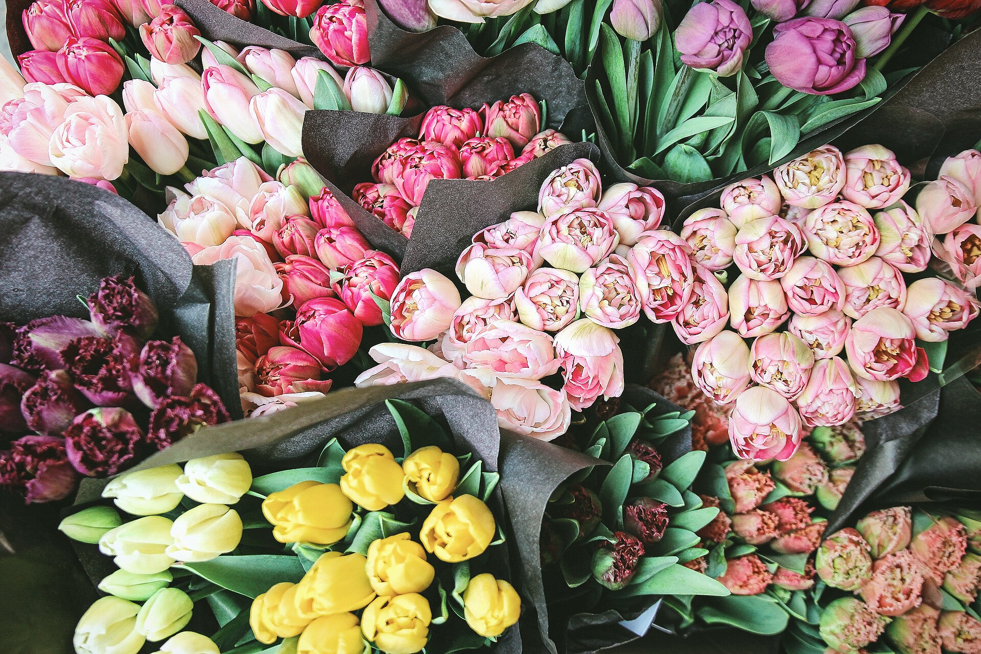 Bunches of fresh tulips wrapped for wholesale at a flower market