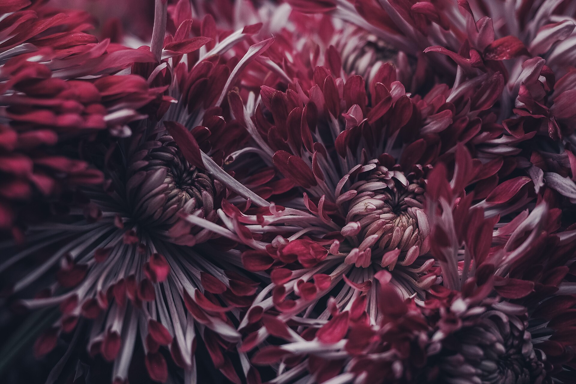 Deep red chrysanthemums in close-up