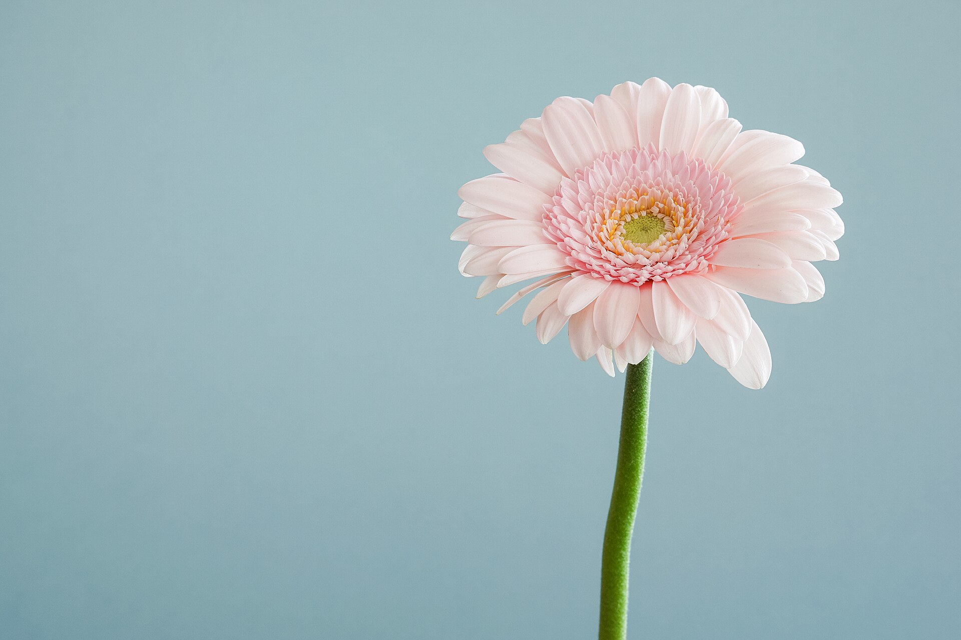 Pale pink gerbera against a blue background