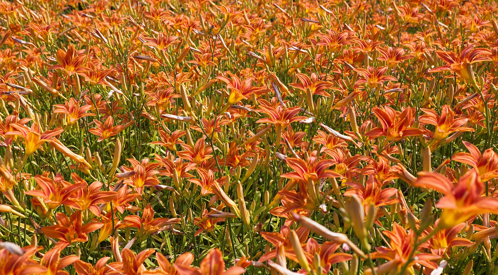 Field of orange lilies in bloom
